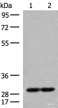 Western blot analysis of 231 and Jurkat cell lysates  using MRPS18B Polyclonal Antibody at dilution of 1:250