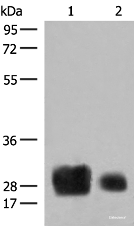Western blot analysis of Human spleen tissue and A375 cell lysates  using HLA-DRB1 Polyclonal Antibody at dilution of 1:500