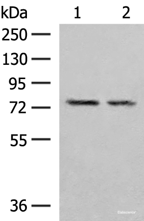Western blot analysis of NIH/3T3 and RAW264.7 cell lysates  using PDIA4 Polyclonal Antibody at dilution of 1:300