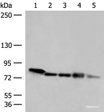 Western blot analysis of 293T HepG2 A172 cell Mouse heart tissue Jurkat cell lysates  using MCCC1 Polyclonal Antibody at dilution of 1:300