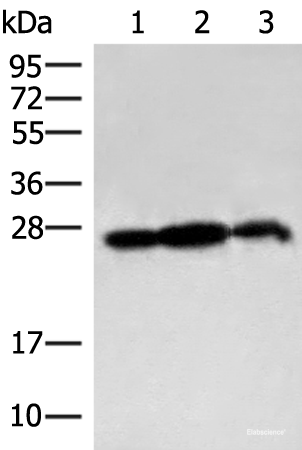 Western blot analysis of 293T cell and Rat brain tissue lysates  using PDAP1 Polyclonal Antibody at dilution of 1:400