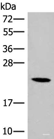 Western blot analysis of 293T cell lysate  using DHFR Polyclonal Antibody at dilution of 1:400