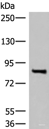 Western blot analysis of Mouse brain tissue lysate  using RTN1 Polyclonal Antibody at dilution of 1:400
