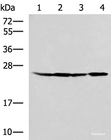 Western blot analysis of HT29 A549 Hela and LOVO cell lysates  using RPL13A Polyclonal Antibody at dilution of 1:1000
