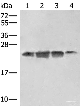Western blot analysis of 293T HT29 and A172 cell lysates  using EIF3K Polyclonal Antibody at dilution of 1:550
