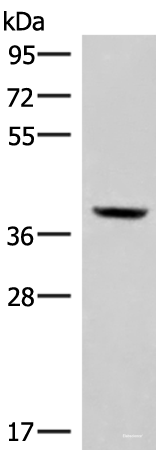 Western blot analysis of Mouse kidney tissue lysate  using MEST Polyclonal Antibody at dilution of 1:350