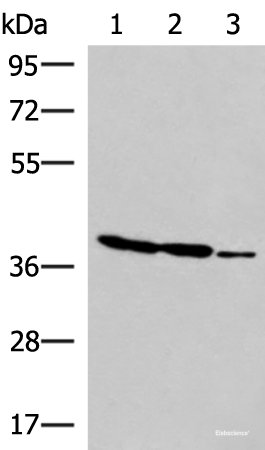 Western blot analysis of HT-29 K562 and HUVEC cell lysates  using GIMAP2 Polyclonal Antibody at dilution of 1:1000
