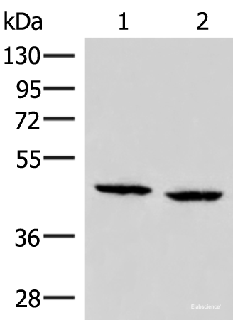 Western blot analysis of PC3 and Hela cell lysates  using ZFYVE27 Polyclonal Antibody at dilution of 1:350