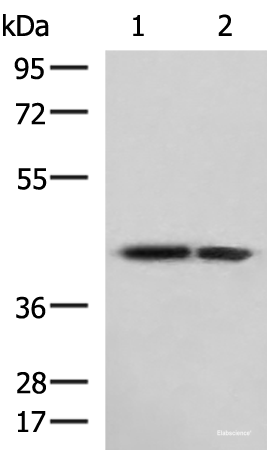 Western blot analysis of Human cerebrum tissue and Human cerebella tissue lysates  using ATP6V1C1 Polyclonal Antibody at dilution of 1:800
