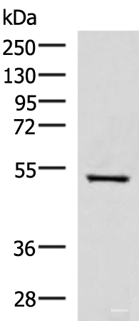Western blot analysis of HepG2 cell lysate  using FDXR Polyclonal Antibody at dilution of 1:1000