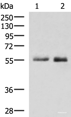 Western blot analysis of HepG2 cell Mouse small intestines tissue lysates  using PEPD Polyclonal Antibody at dilution of 1:1000