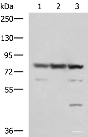 Western blot analysis of 231 A549 and LO2 cell lysates  using SORBS2 Polyclonal Antibody at dilution of 1:1350