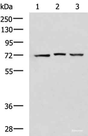 Western blot analysis of 293T cell lysates  using DHX58 Polyclonal Antibody at dilution of 1:900