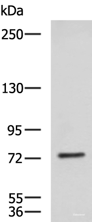 Western blot analysis of NIH/3T3 cell lysate  using KIF2A Polyclonal Antibody at dilution of 1:850