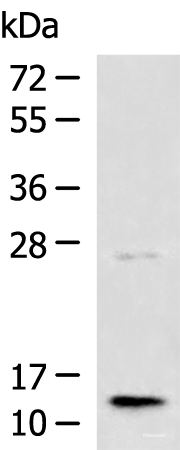 Western blot analysis of Human liver tissue lysate  using TMEM141 Polyclonal Antibody at dilution of 1:1000