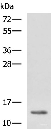 Western blot analysis of K562 cell lysate  using HBZ Polyclonal Antibody at dilution of 1:1150