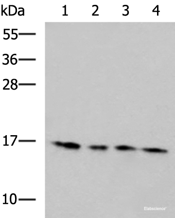 Western blot analysis of 293T Hela HepG2 and Jurkat cell lysates  using MRPL42 Polyclonal Antibody at dilution of 1:650
