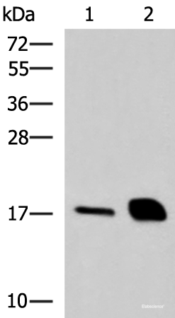 Western blot analysis of Mouse pancreas tissue and Rat pancreas tissue lysates  using RNASE1 Polyclonal Antibody at dilution of 1:550