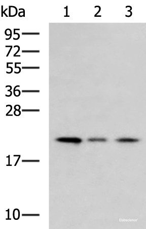 Western blot analysis of Jurkat cell Mouse kidney tissue HepG2 cell lysates  using MRPL22 Polyclonal Antibody at dilution of 1:800