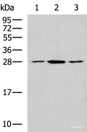 Western blot analysis of NIH/3T3 LO2 and Jurkat cell lysates  using CLTB Polyclonal Antibody at dilution of 1:800