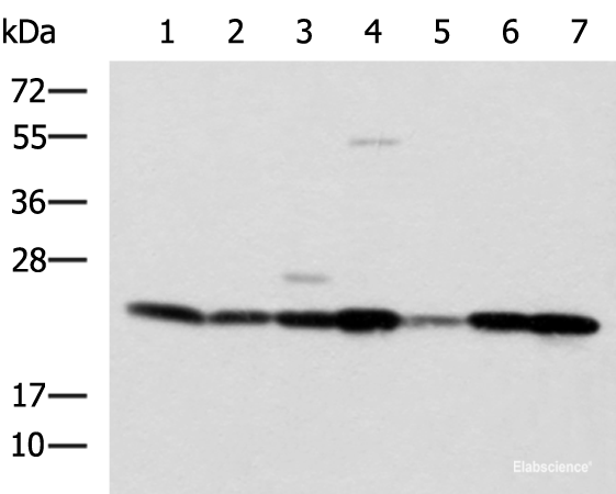 Western blot analysis of SKOV3 Hela cell Mouse liver tissue Mouse heart tissue Human placenta tissue HepG2 cell Human heart tissue lysates  using ATP5O Polyclonal Antibody at dilution of 1:1250