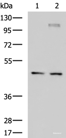 Western blot analysis of Jurkat and TM4 cell lysates  using DNAJA4 Polyclonal Antibody at dilution of 1:650