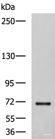 Western blot analysis of NIH/3T3 cell lysate  using PREPL Polyclonal Antibody at dilution of 1:850