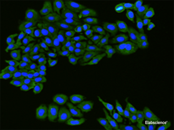 Immunofluorescence analysis of hepG2 cell  using FLT1 Polyclonal Antibody at dilution of 1:100
