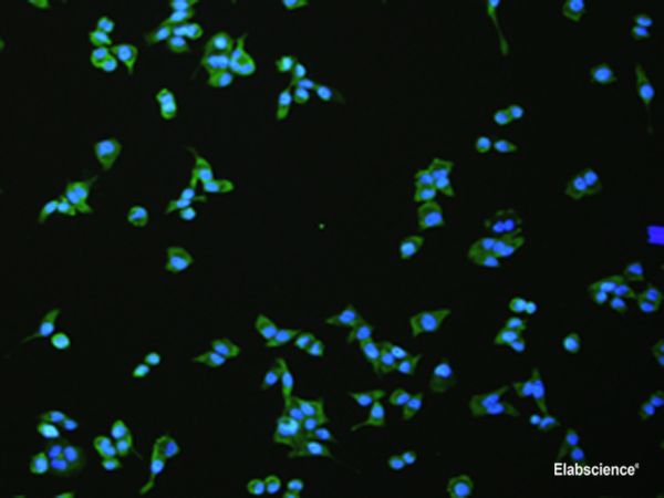 Immunofluorescence analysis of hela cell  using FLT4 Polyclonal Antibody at dilution of 1:100