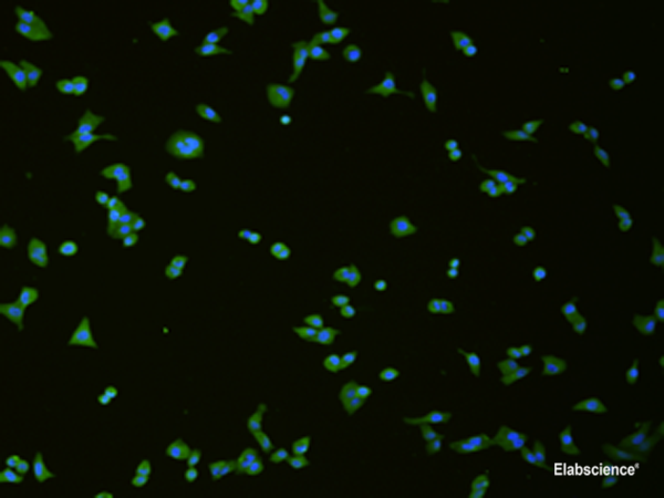 Immunofluorescence analysis of hela cell  using SLC18A3 Polyclonal Antibody at dilution of 1:50