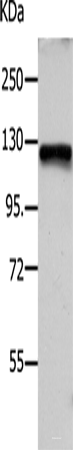 Western blot analysis of Hela cells  using VCL Polyclonal Antibody at dilution of 1:1200