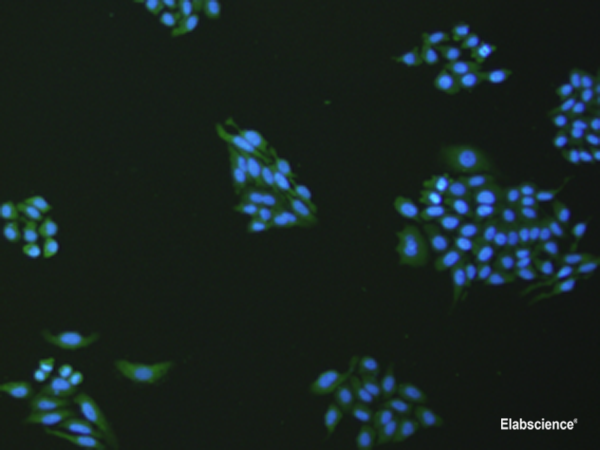 Immunofluorescence analysis of hepG2 cell  using VNN1 Polyclonal Antibody at dilution of 1:100