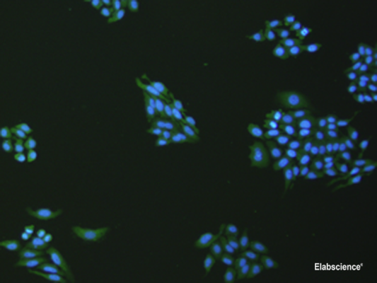 Immunofluorescence analysis of hepG2 cell  using VNN1 Polyclonal Antibody at dilution of 1:100