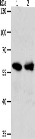 Western blot analysis of 293T cells  using UNC5CL Polyclonal Antibody at dilution of 1:850