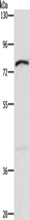Western blot analysis of Mouse intestinum tenue tissue  using XPNPEP1 Polyclonal Antibody at dilution of 1:600