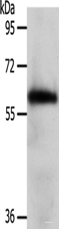 Western blot analysis of Mouse brain tissue  using WDR1  Polyclonal Antibody at dilution of 1:1000