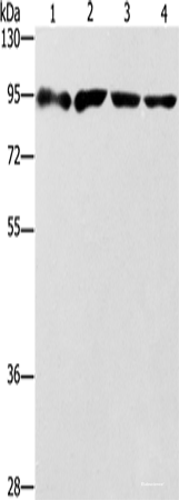 Western blot analysis of 293T cells Jurkat cells Raji cells hela cells  using ZBTB10  Polyclonal Antibody at dilution of 1:1000