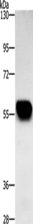 Western blot analysis of Mouse heart tissue  using ZBTB26  Polyclonal Antibody at dilution of 1:500