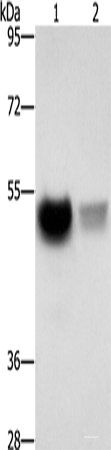 Western blot analysis of Mouse brain tissue PC3 cells  using CREBZF Polyclonal Antibody at dilution of 1:500