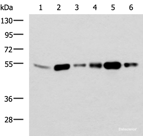 Western blot analysis of 293T and Raji cell lysates  using BECN1 Polyclonal Antibody at dilution of 1:700
