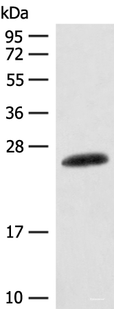 Western blot analysis of Mouse skin tissue lysate  using CSNK2B Polyclonal Antibody at dilution of 1:400