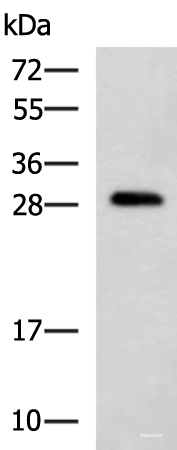 Western blot analysis of K562 cell lysate  using CMTM2 Polyclonal Antibody at dilution of 1:1000