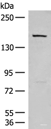 Western blot analysis of 293T cell lysate  using LEPR Polyclonal Antibody at dilution of 1:250