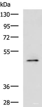 Western blot analysis of Rat heart tissue lysate  using PDK4 Polyclonal Antibody at dilution of 1:600