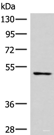 Western blot analysis of Mouse heart tissue lysate  using SMAD7 Polyclonal Antibody at dilution of 1:900