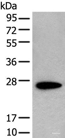 Western blot analysis of NIH/3T3 cell lysate  using CD63 Polyclonal Antibody at dilution of 1:250