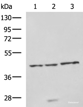 Western blot analysis of RAW264.7 cell Rat brain tissue and Mouse brain tissue lysates  using NDRG4 Polyclonal Antibody at dilution of 1:650