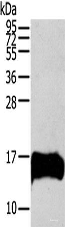 Western blot analysis of HUVEC cells  using S100A13 Polyclonal Antibody at dilution of 1:200