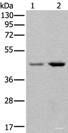 Western blot analysis of 293T and Hela cell lysates  using TBX1 Polyclonal Antibody at dilution of 1:400