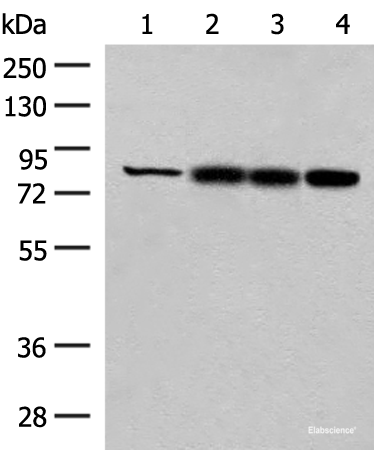 Western blot analysis of Human kidney tissue Rat liver tissue Mouse liver tissue and A172 cell lysates  using HNF1A Polyclonal Antibody at dilution of 1:250